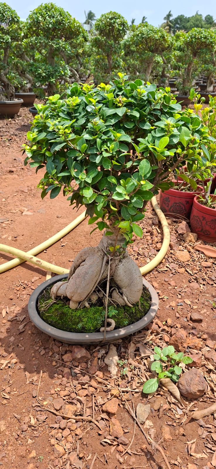 Bonsai-style potted tree at the nursery