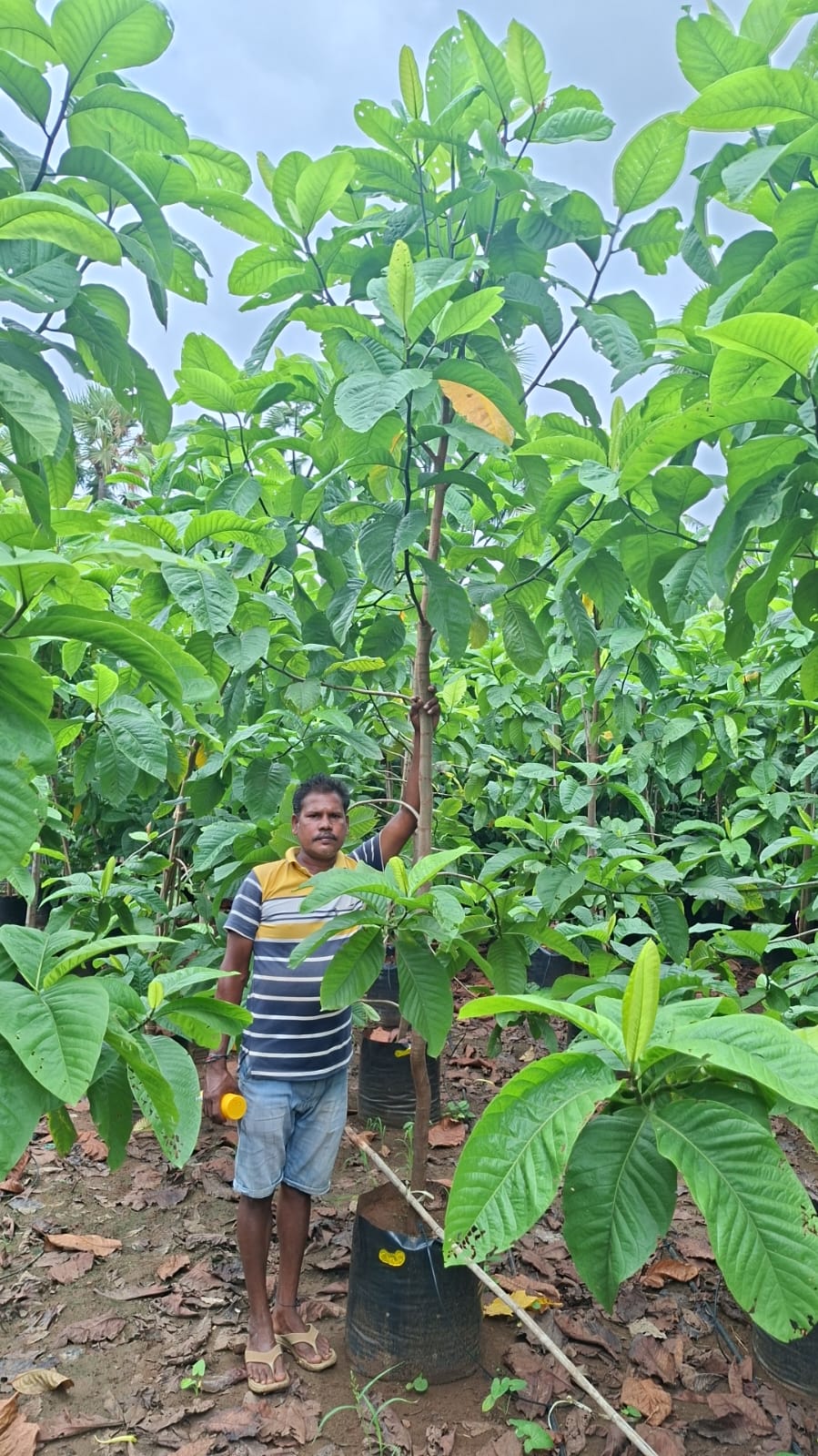 Broadleaf tree growing in a nursery container