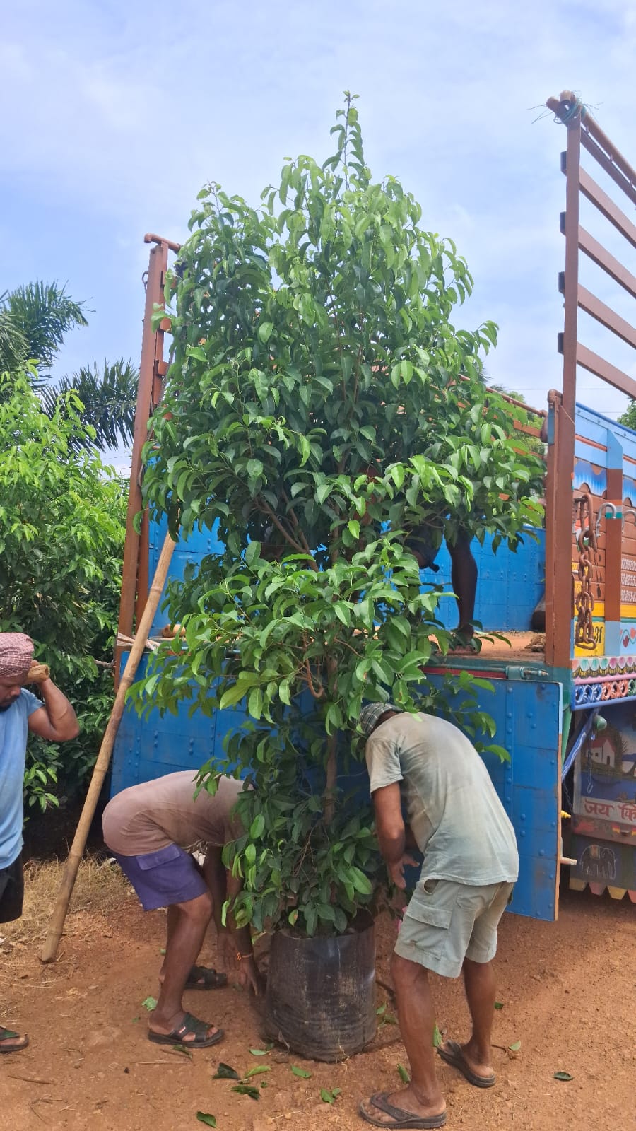 Nursery team loading a container-grown tree onto a truck