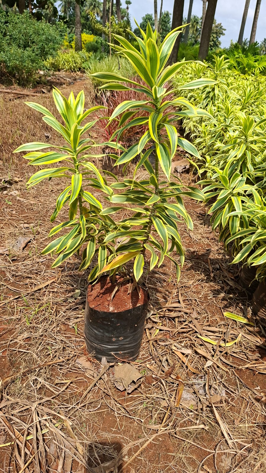 Ornamental Plants plant example