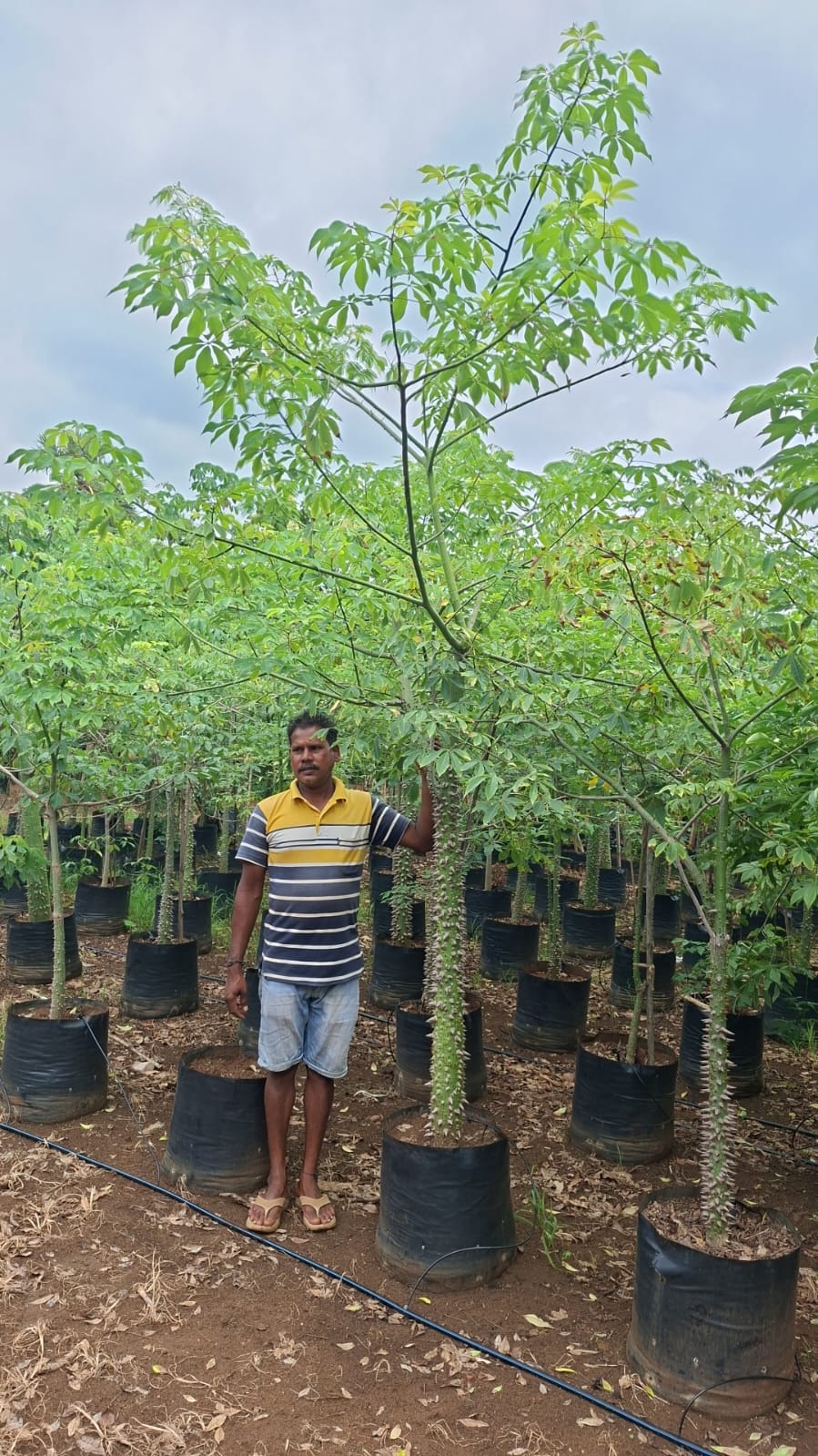 Container-grown trees ready at Syamala Nurseries