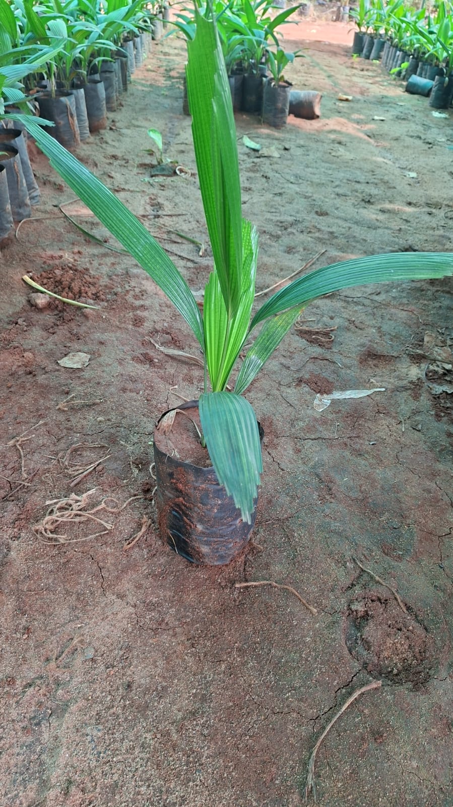Young palm in a nursery grow bag