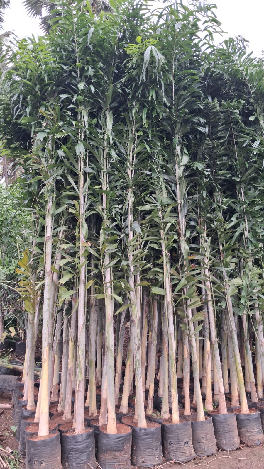 Avenue Trees plant example