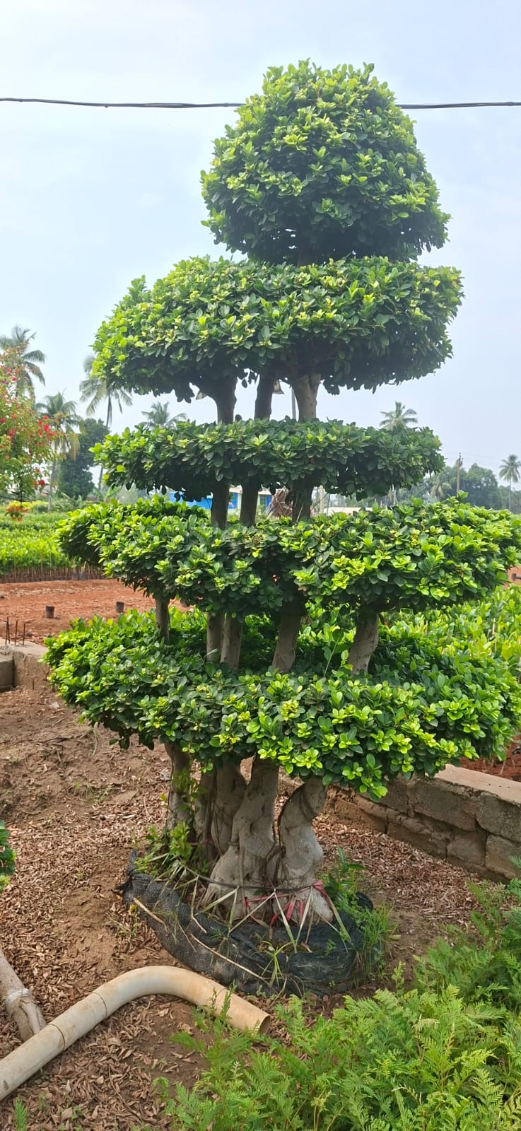 Multi-tier sculpted topiary at the nursery