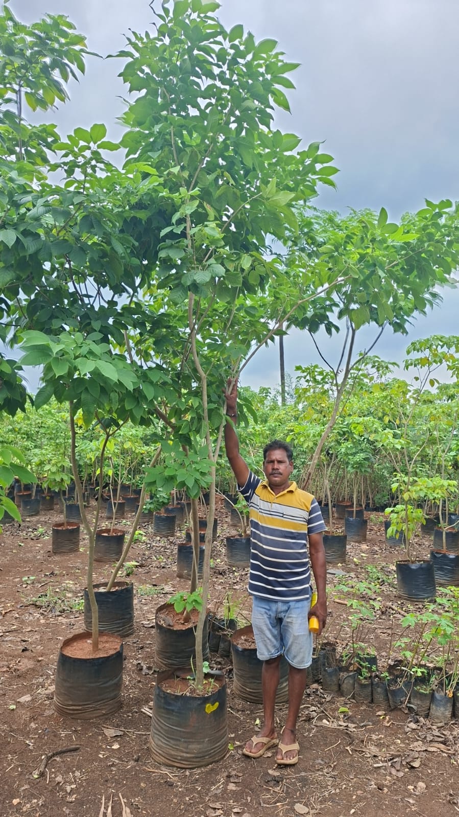 Tall leafy trees growing in the nursery