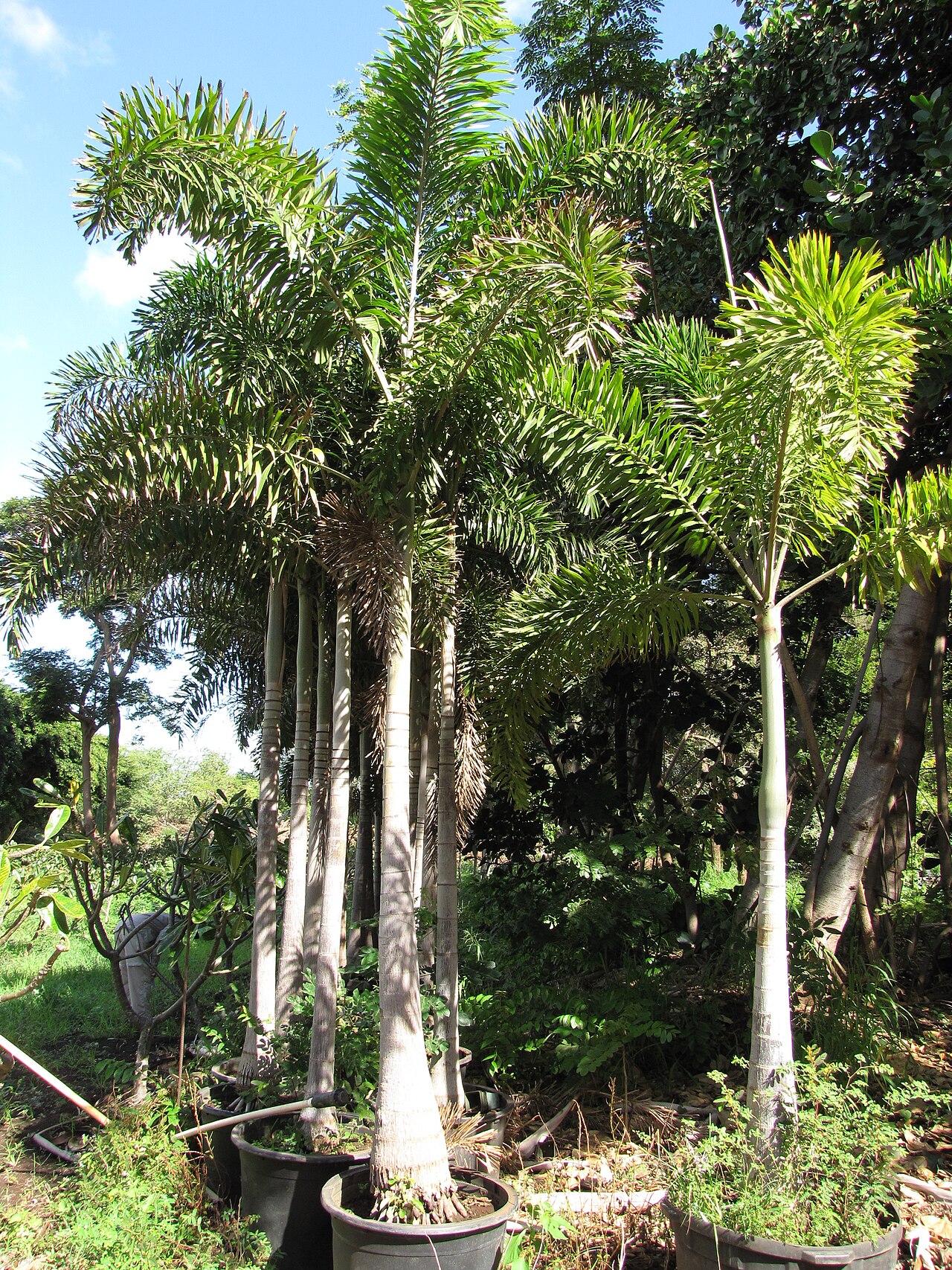 Foxtail Palm species reference photograph