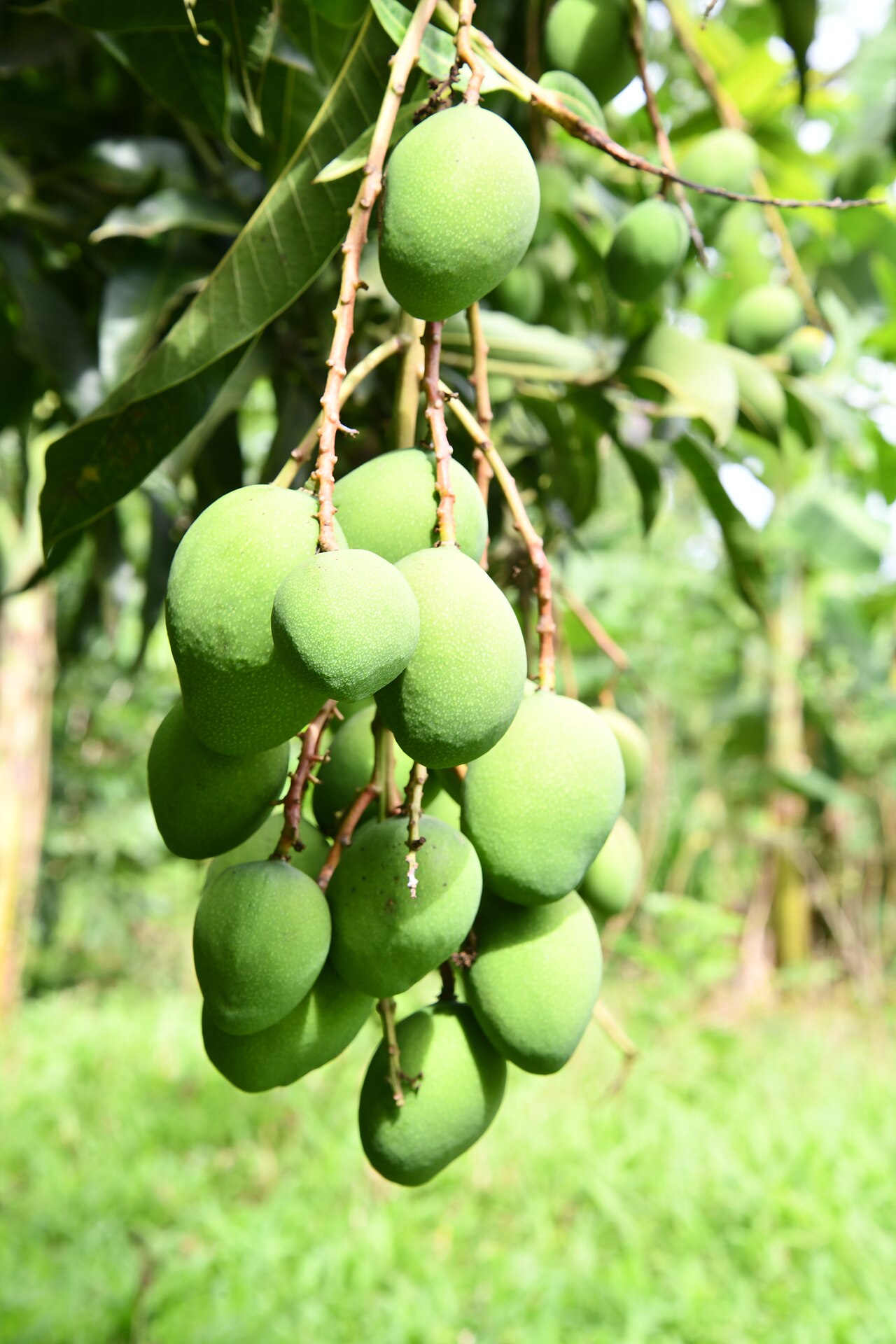 Fruit Plants plant example