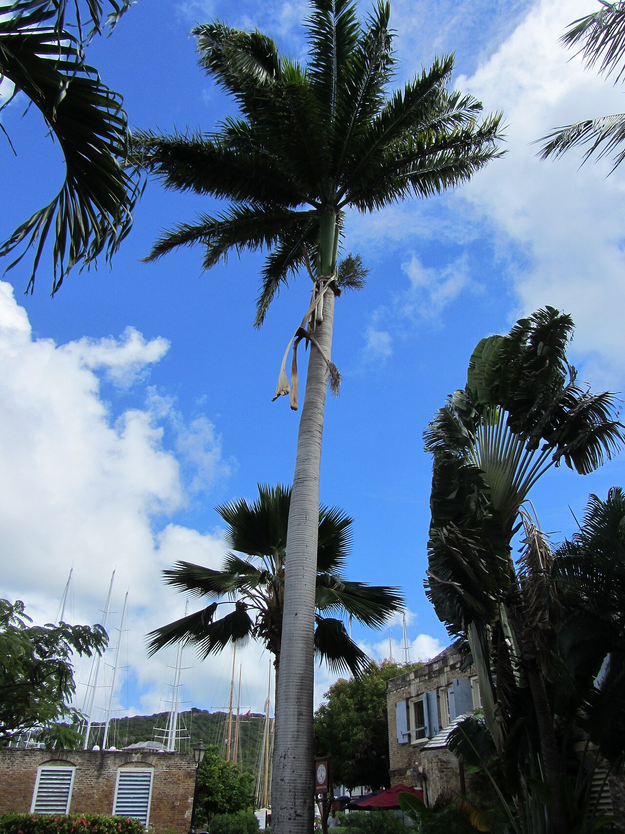 Royal Palm species reference photograph