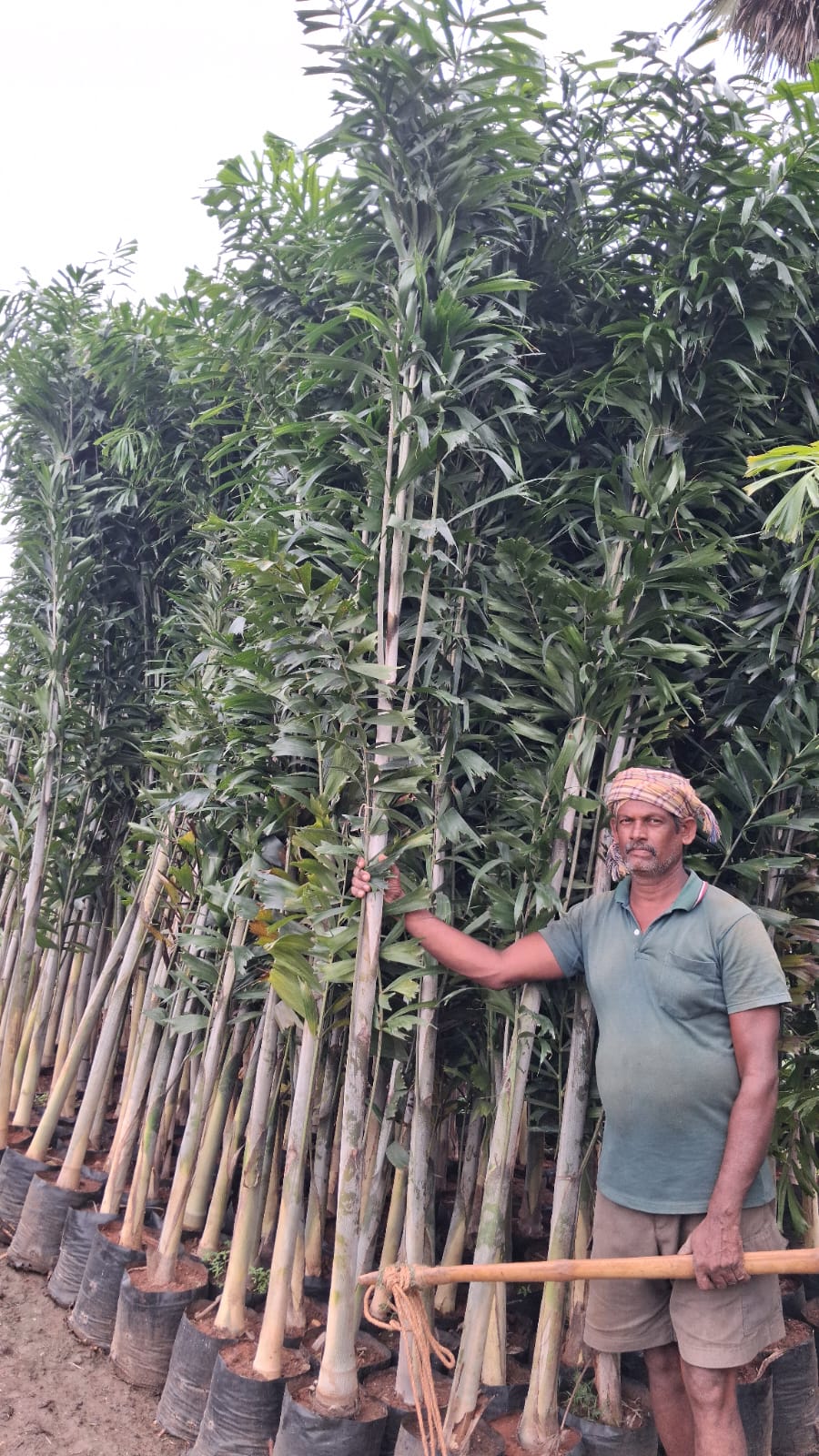 Tall potted plants being prepared beside a truck